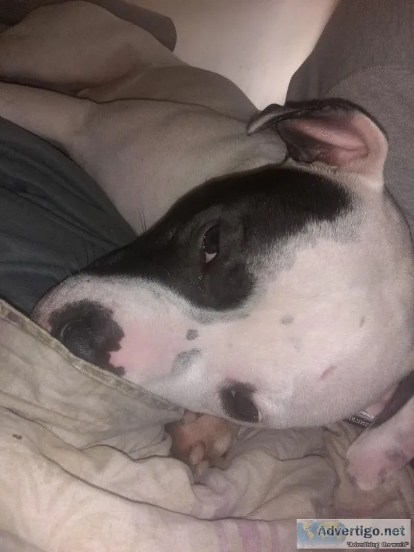 Gorgeous friendly 10 month old pit puppy