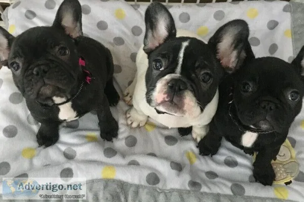 3 females CKC registered Frenchies