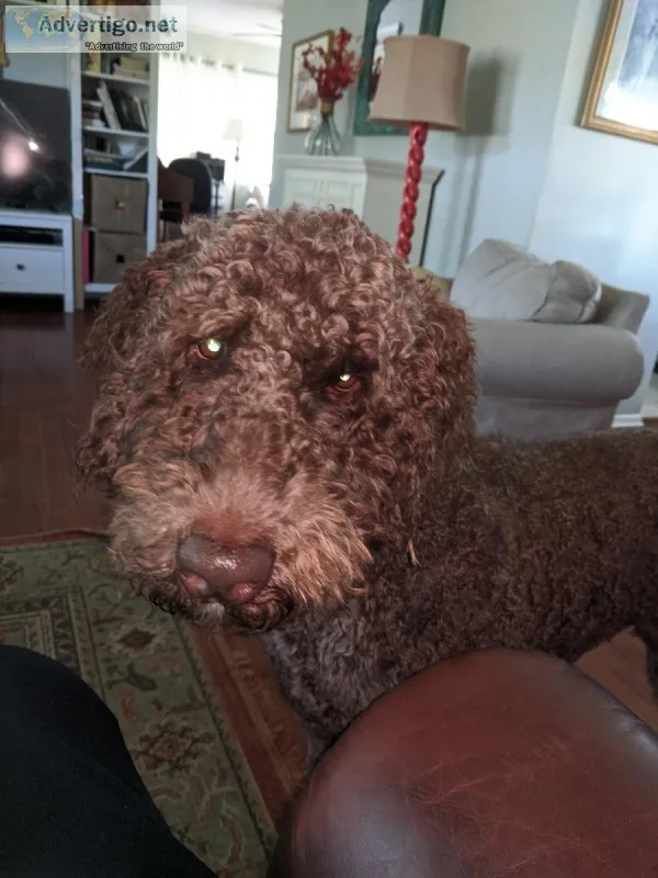 Golden doodle