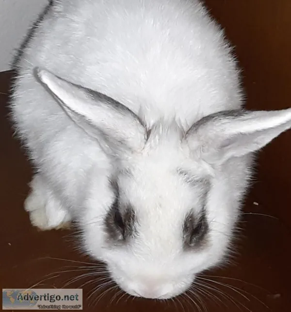 Free Baby Bunnies
