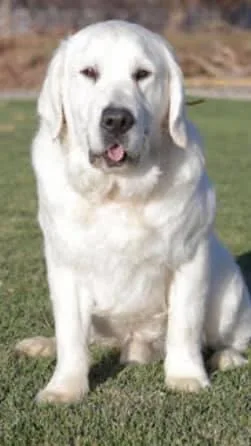 AKC Golden Retriever Puppies