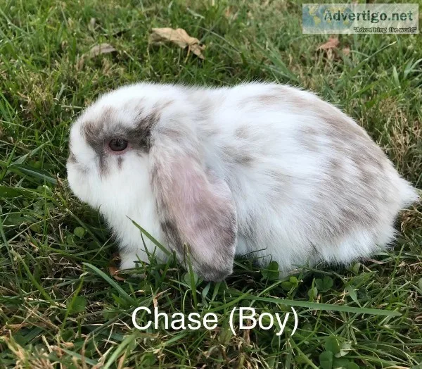 Beautiful Mini Lop Bunnies For Sale