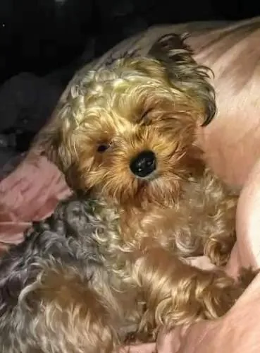 ADORABLE 2 YEAR OLD YORKIE
