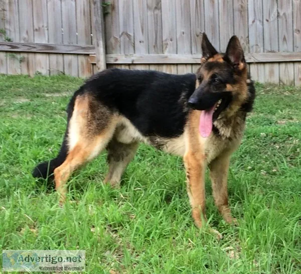 German Shepherd Puppies