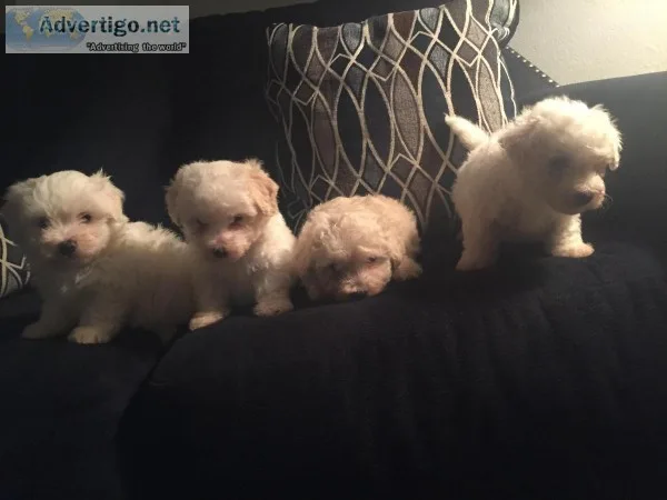 Maltese 3 boys