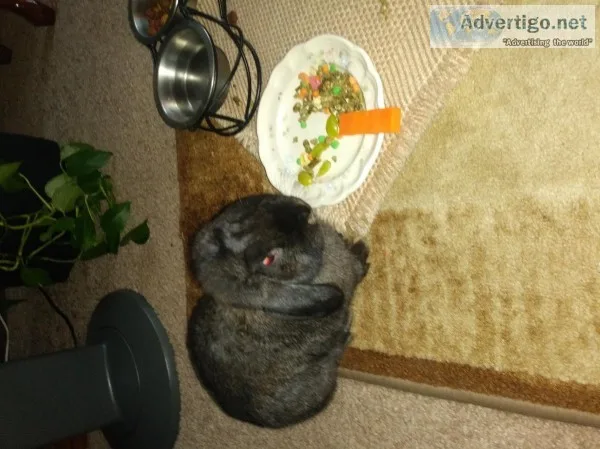 Free black bunny