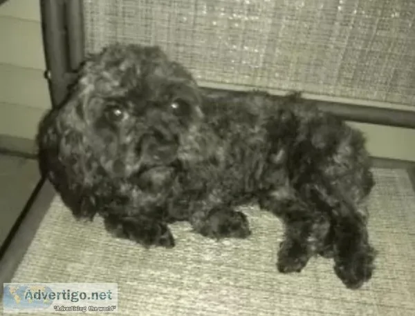 3 YEAR OLD MALE COCKAPOO