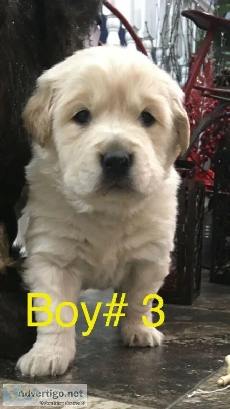 Beautiful little Girls Golden Retriever