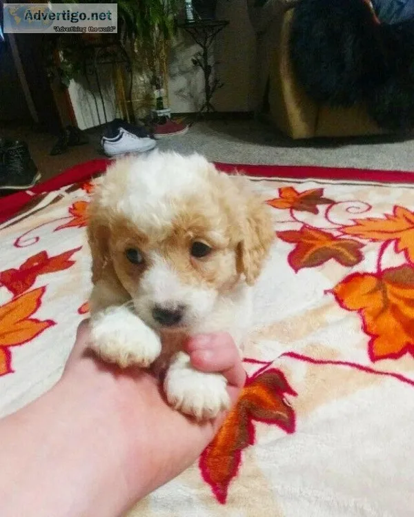 Maltipoo Puppies(34 Miniature Poodle and 14 Maltese)