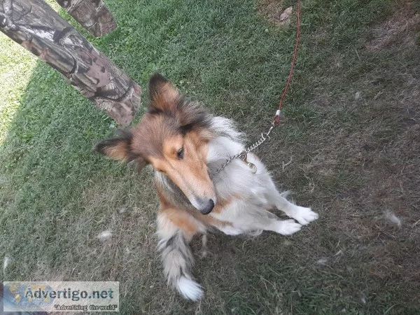 Golden collie dog