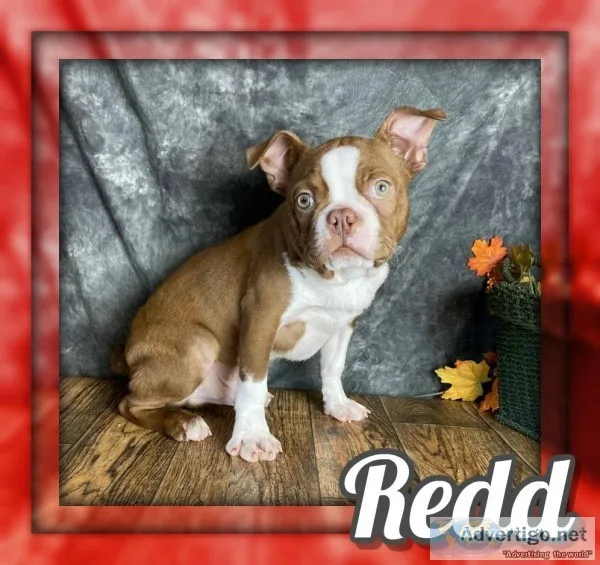 Redd Male AKC Boston Terrier
