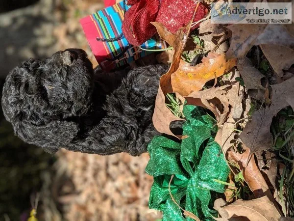 Standard poodle puppies