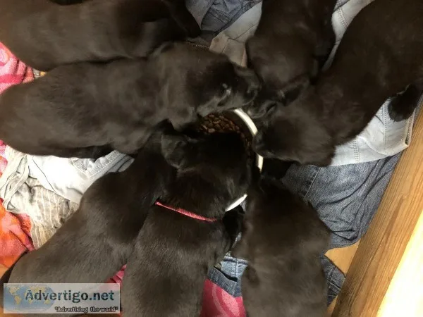 Black labrador