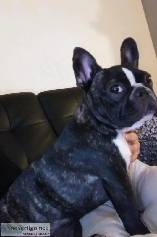 French bulldog