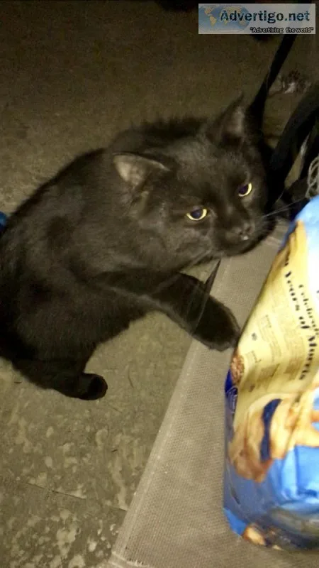Adopt a cat save a cat