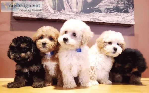 Beautiful F1B Cavapoo Puppies - READY TODAY