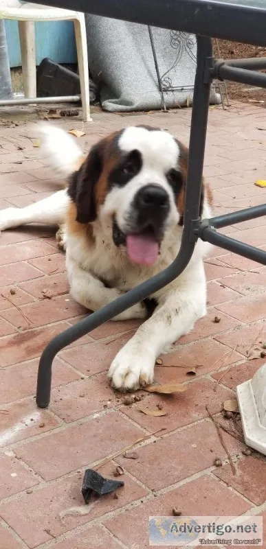 St Bernard