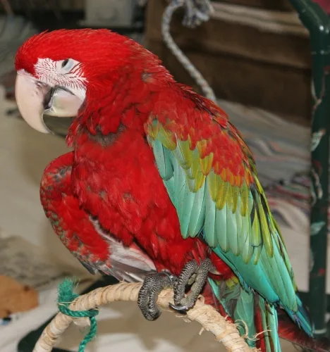 1 female green winged macaw available 