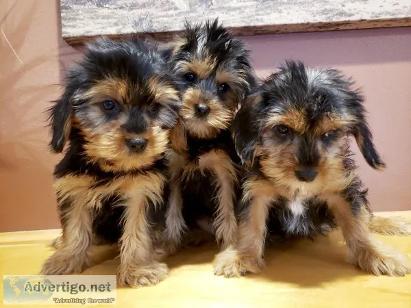 Adorable Holiday King Charles Yorkie Puppies - READY NOW
