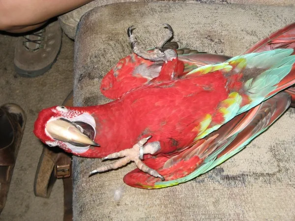 1 female green winged macaw available 