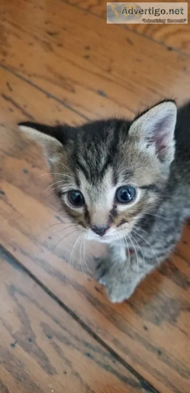 Sweet 8 week old Male kitten