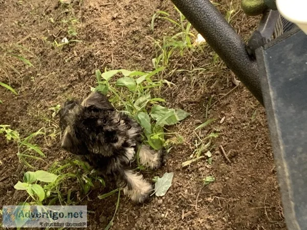 Miniature Schnauzer Puppy for Sale