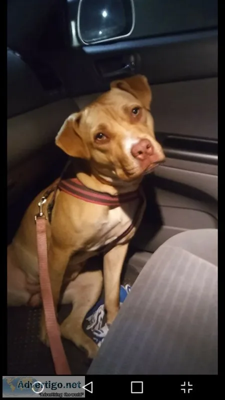 Dog Sweet as sugar
