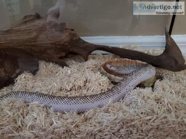 Pet King Snake needs Rehoming