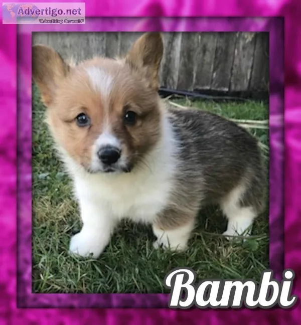 Bambi ACA Female Corgi