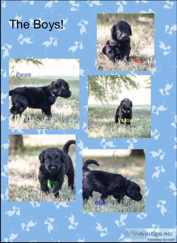 Labradoodles