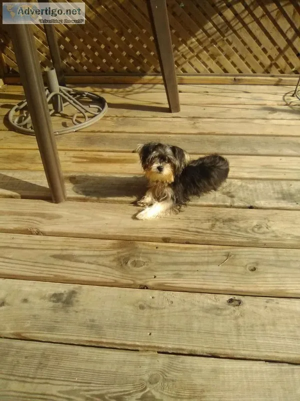 small dogs breed is a morkie