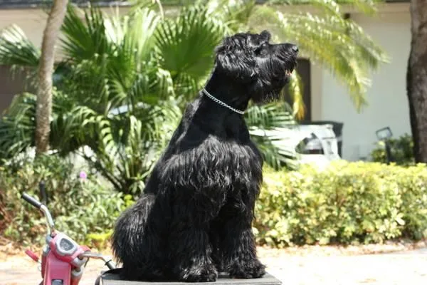 Beautiful Giant Schnauzer with Protection and Obedience Training
