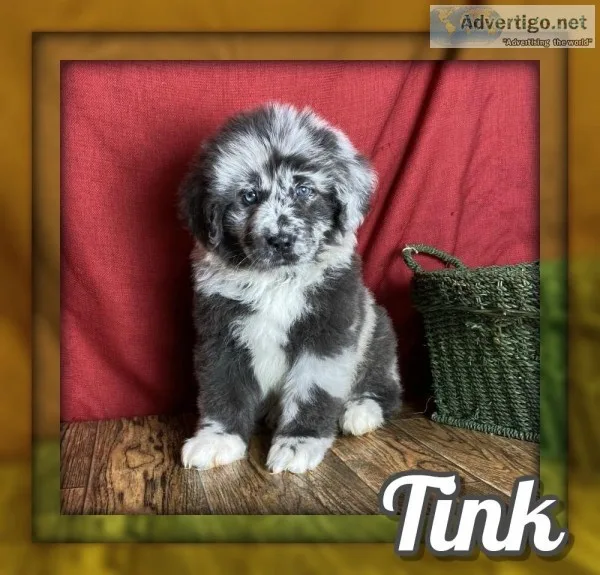 Tink Female NewfieAussie Mix