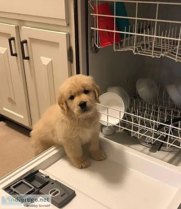 GOLDEN RETRIEVER PUPPIES FOR sale
