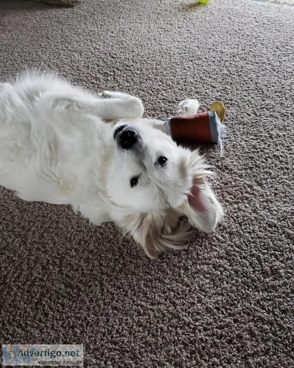 Beautiful 1.5 year old Great Pyrenees