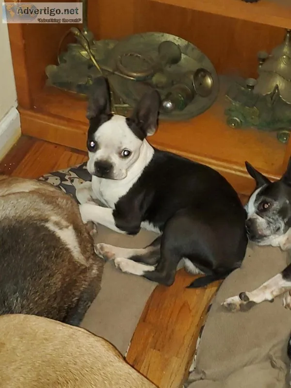 Boston Terrier