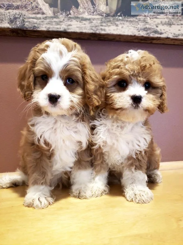 Gorgeous Holiday Cavapoo Puppies - READY NOW