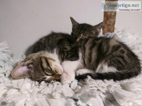 Kittens for sale