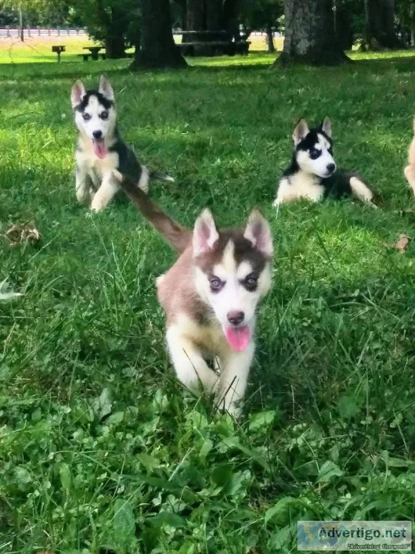 AKC registered Siberian huskies