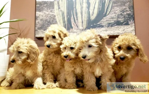 Gorgeous F1B Mini Goldendoodle Puppies - READY NOW