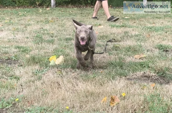 AKC Silver Labrador puppy