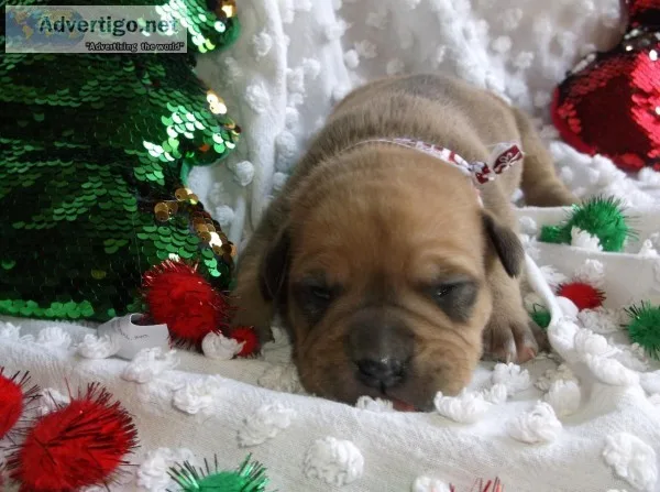 DAXLINE PRIMO FAWN MALE PUPPY TRI CARRIER