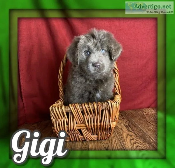 Gigi Female NewfieAussie Mix