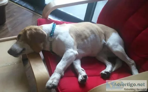Lemon Beagle from China with Love