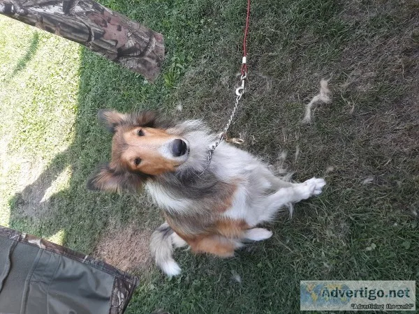 Golden collie dog