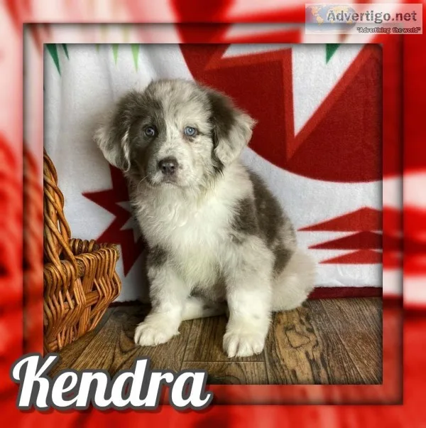 Kendra Female NewfieAussie Mix