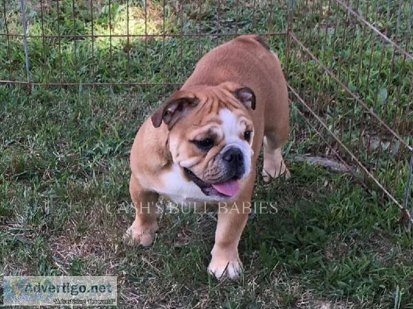 AKC English Bulldogs.... Champion Sired