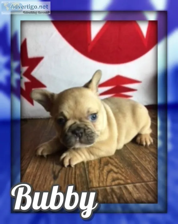 Bubby Male French Bulldog AKC