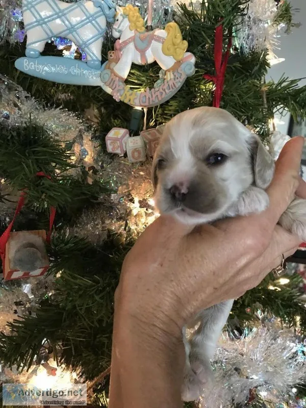 Champion sired cocker spaniel puppies