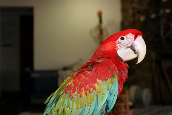 1 female green winged macaw available 